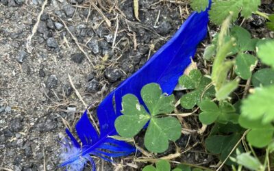 PERDIAMO PIUME COLORATE PER FAR RITROVARE NOSTRE TRACCE